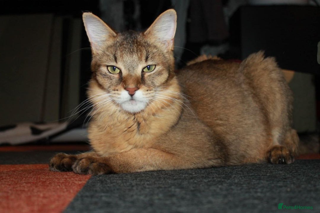 Chausie cats for sale: Chausie F6  - Advert 5