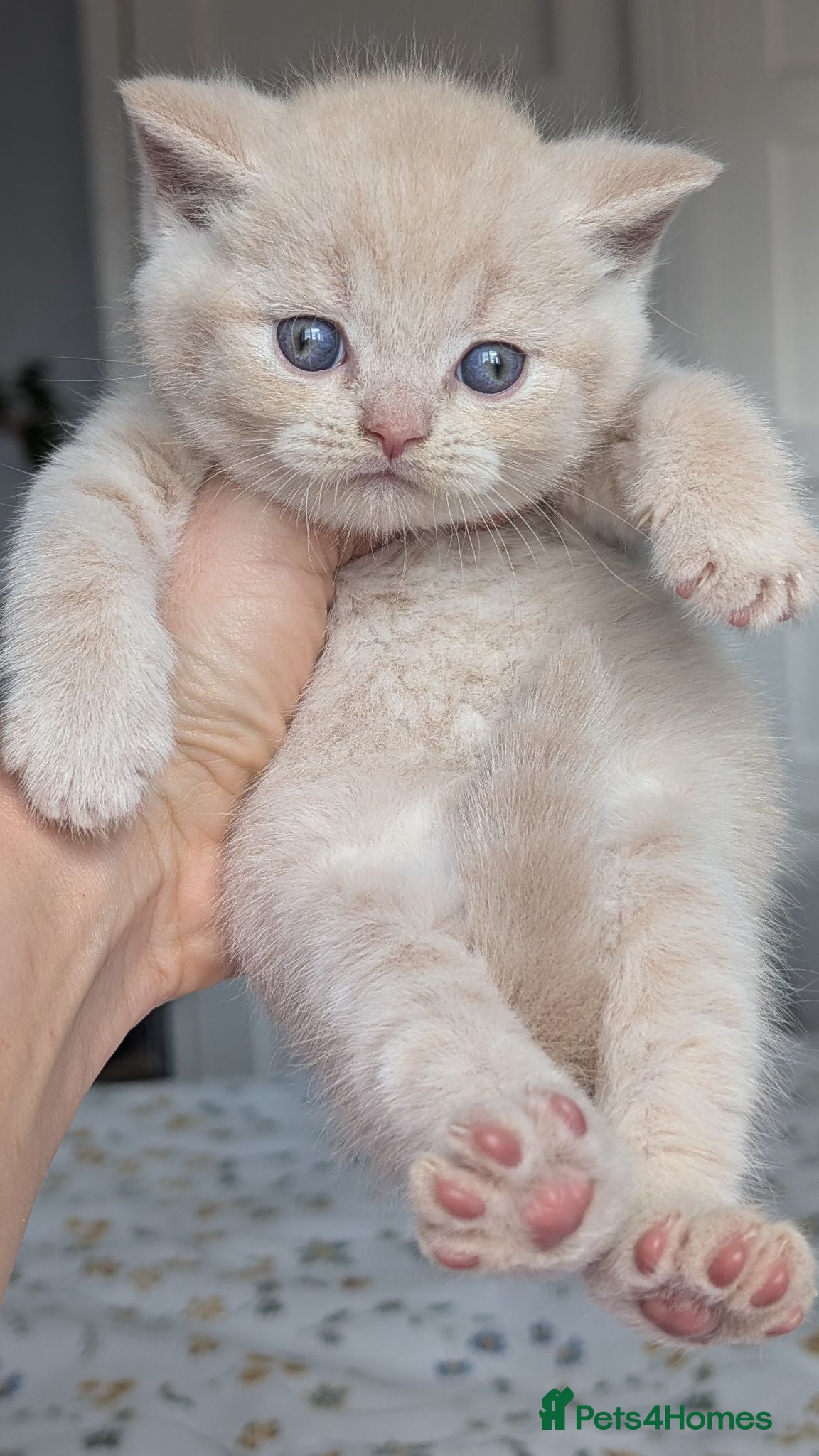 British Shorthair cats Exceptional British Shorthair kittens 🔥💥 - Advert 18