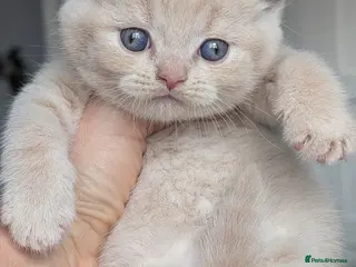 British Shorthair cats Exceptional British Shorthair kittens 🔥💥 - Advert 14