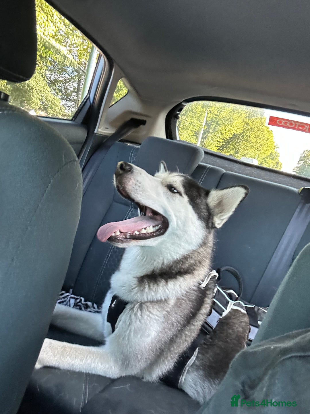 Siberian Husky dogs for sale: Purebred Siberian Husky  - Advert 4
