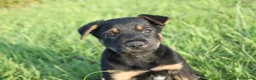 Huntaway dogs for sale: Huntaway puppies in Llanfyllin - Advert 7