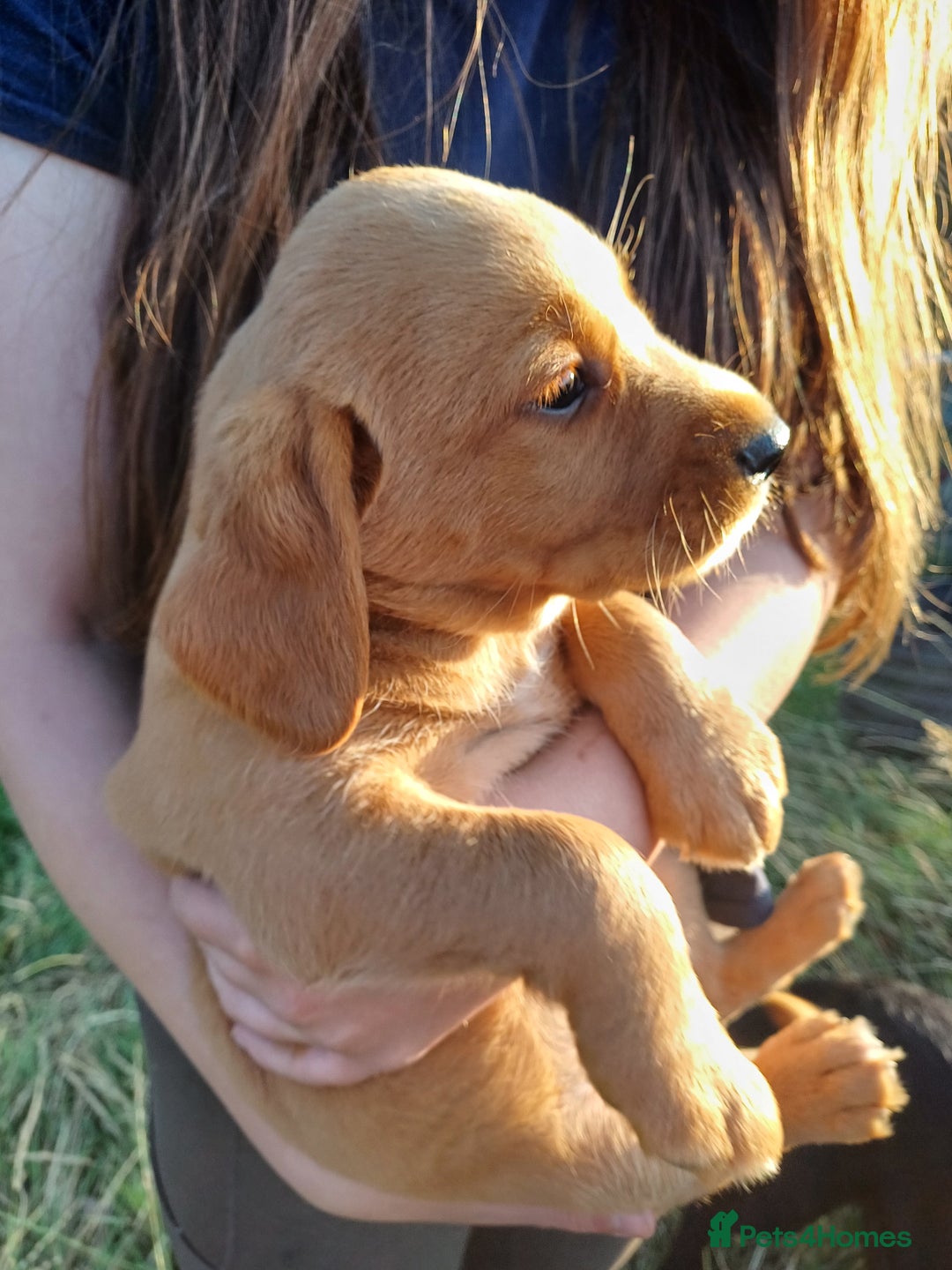 Springador dogs for sale: Springador puppies (3/4 labrador 1/4 springer) - Image 2
