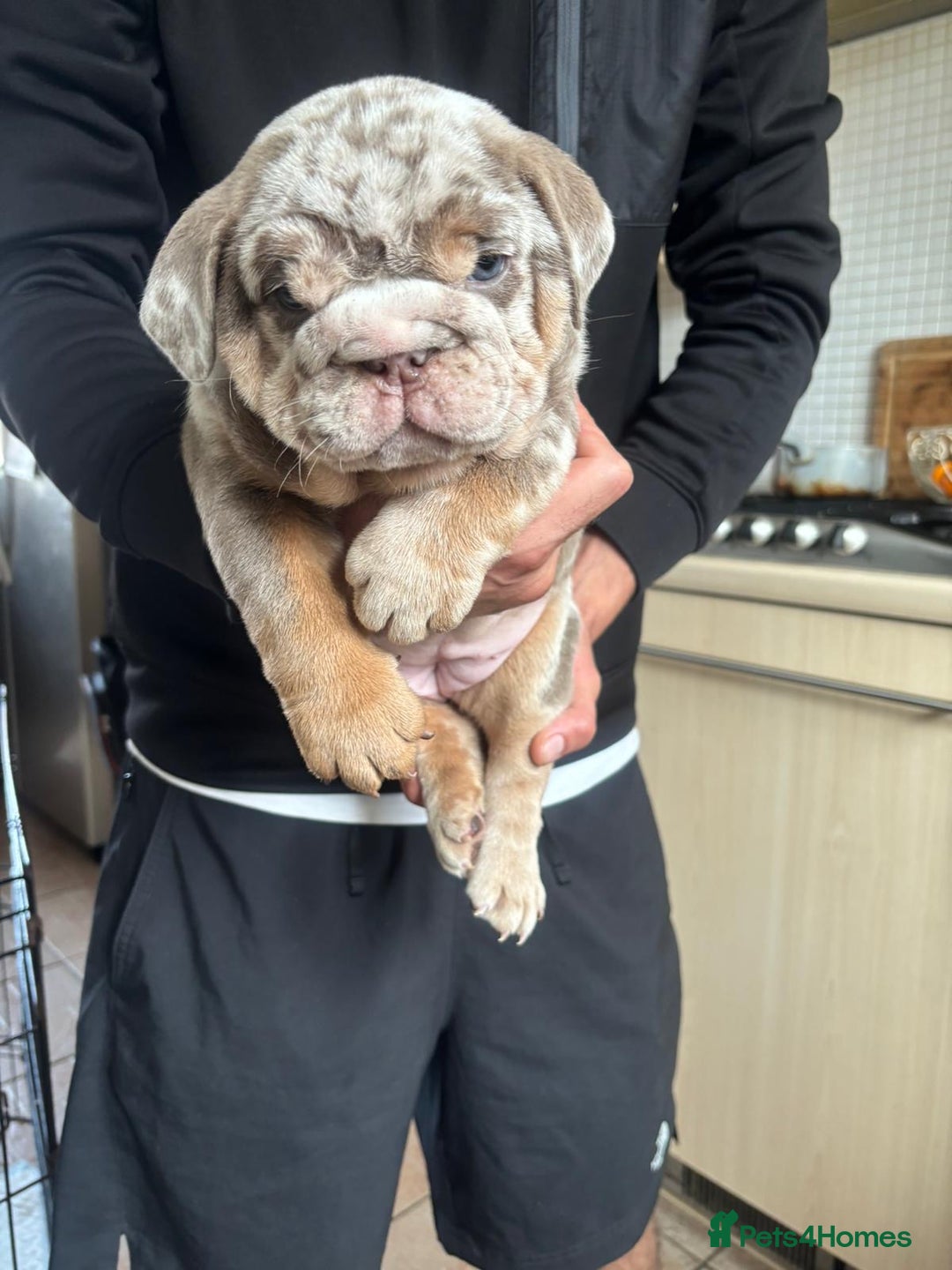 English Bulldog dogs for stud: full suited English bulldog stud well proven in Leicester - Advert 20
