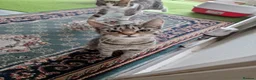 Mixed Breed cats for sale: Tabby Cats 4 Sale in Barking - Advert 33