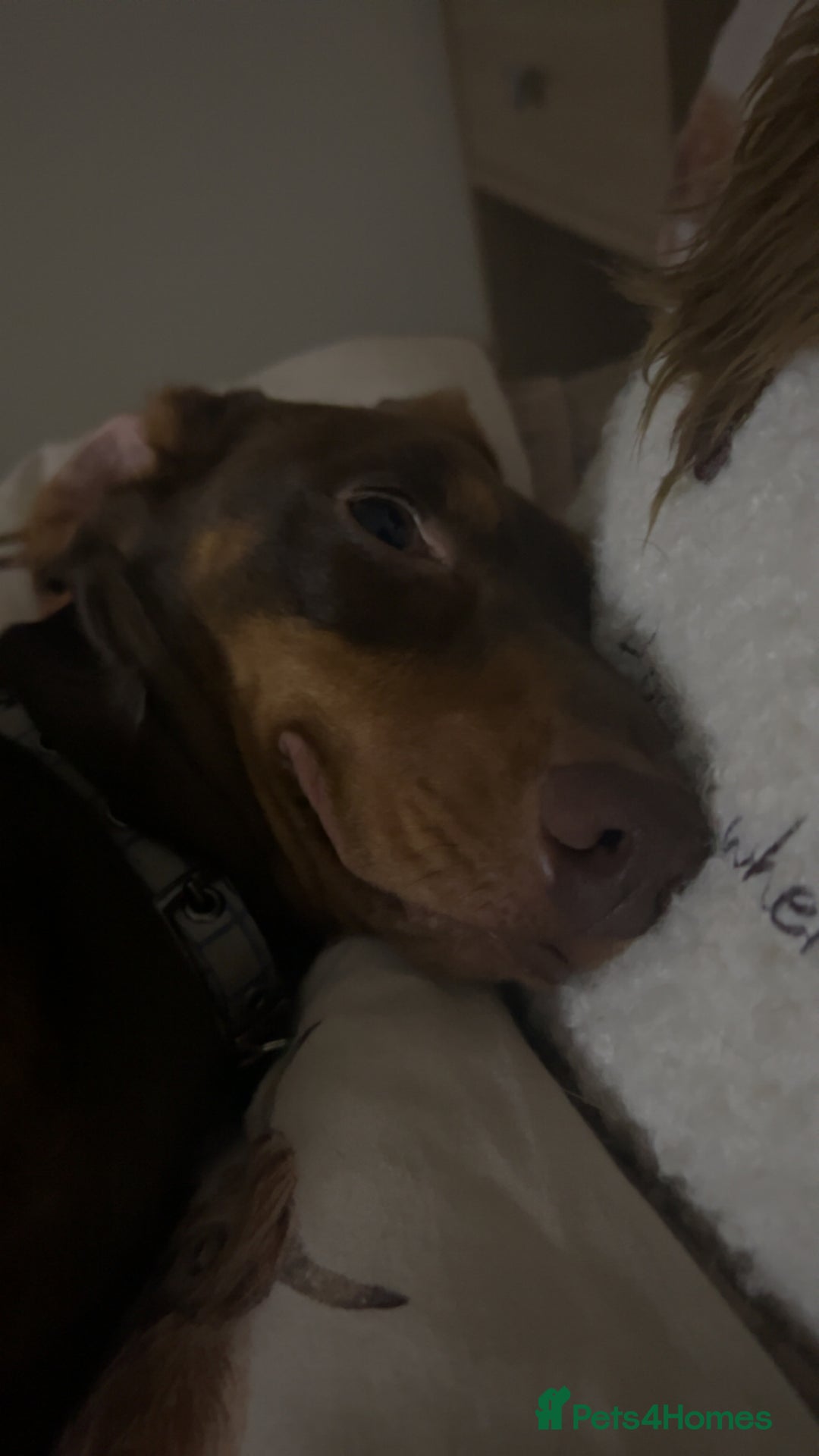 Dachshund dogs for sale: 2 and a half year old male - Advert 2