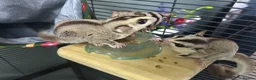 Sugar Glider rodents for sale: Sugar Glider Trio for Sale  - Advert 7