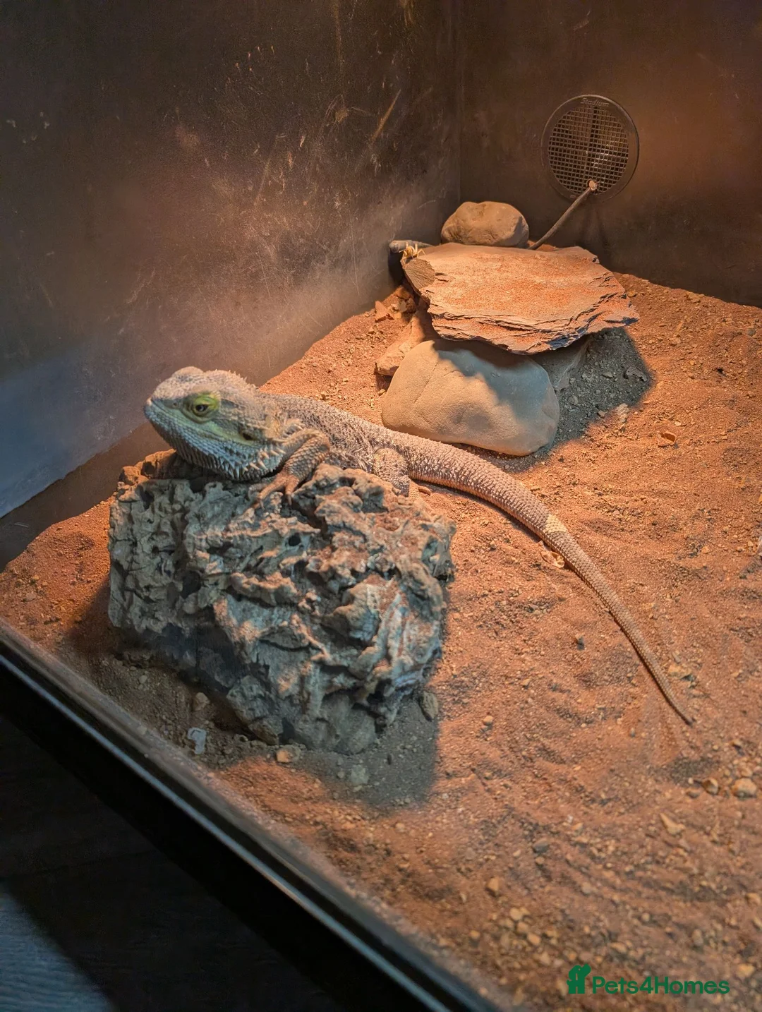 Bearded Dragon reptiles for sale: Rehoming my 11 year old bearded dragon  in Cardiff - Advert 2
