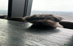 Mixed Breed dogs for sale: Puppies looking for a loving family  - Image 16