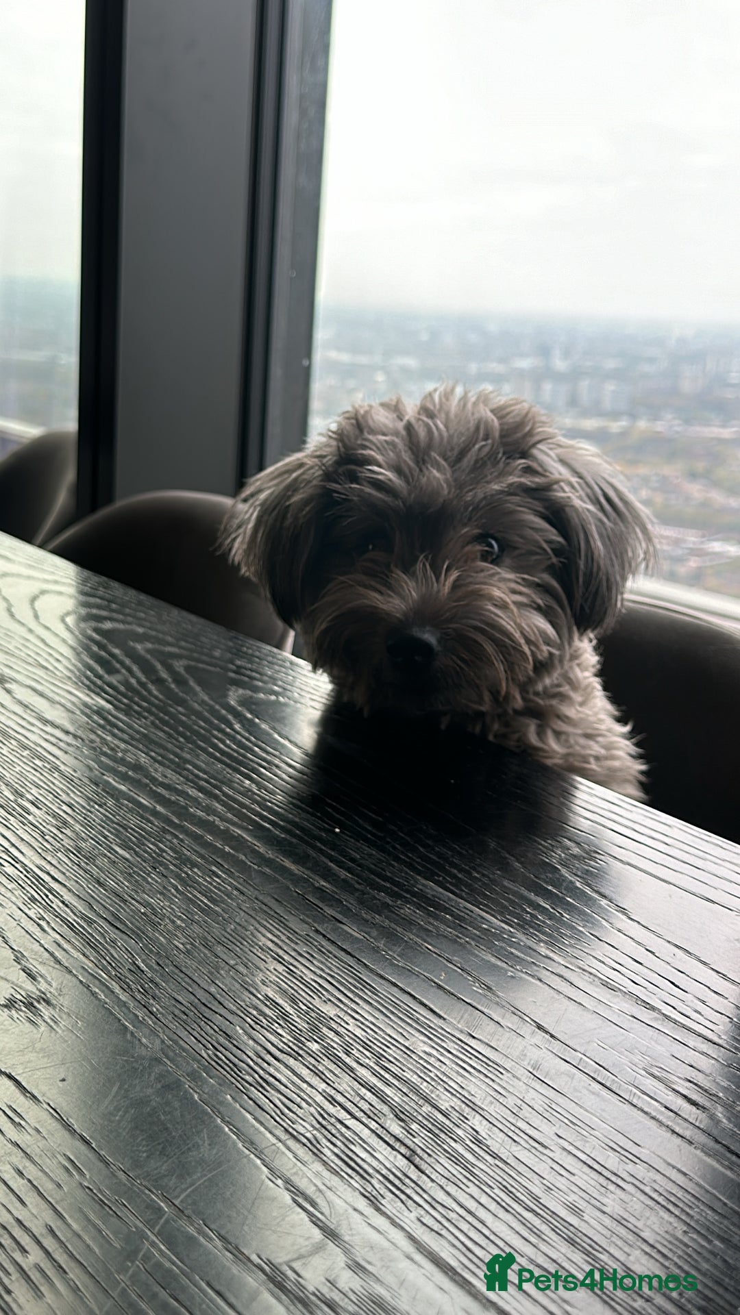 Mixed Breed dogs for sale: Puppies looking for a loving family  - Image 16