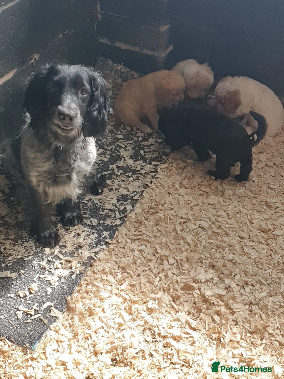 Cockapoo dogs for sale: Fantastic cockapoos  - Advert 2