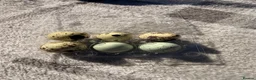 Quail poultry for sale: Quail Hatching eggs 🥚  - Advert 15