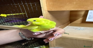 Budgerigars birds - Advert 5