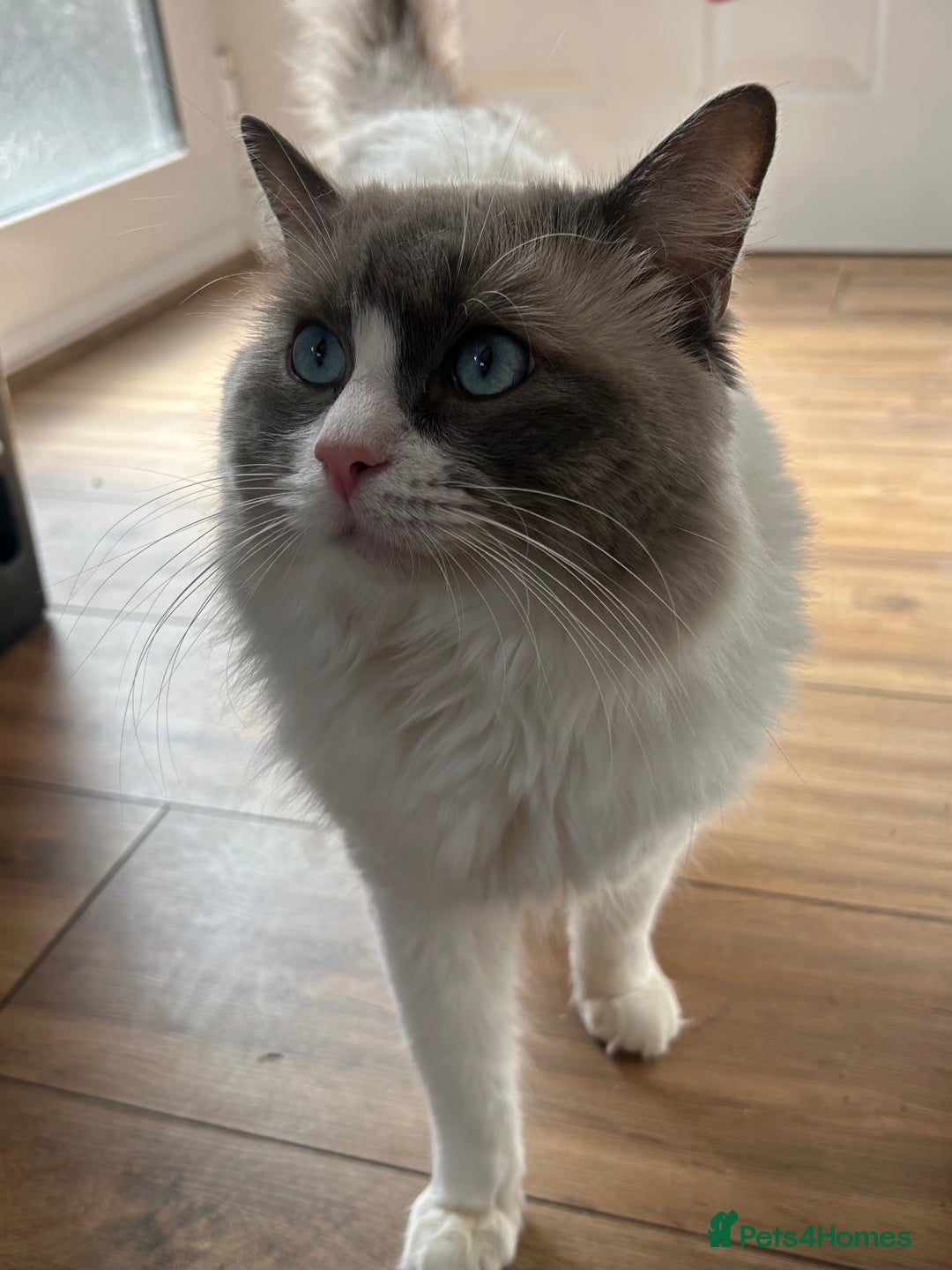 Ragdoll cats for sale: Blue `Bi-Colour  Male Ragdoll. 1 year - Image 7