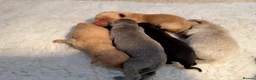 Labrador Retriever dogs for sale: Labrador puppies - Advert 5
