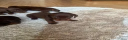 Dachshund dogs for sale: dachsands - Advert 2