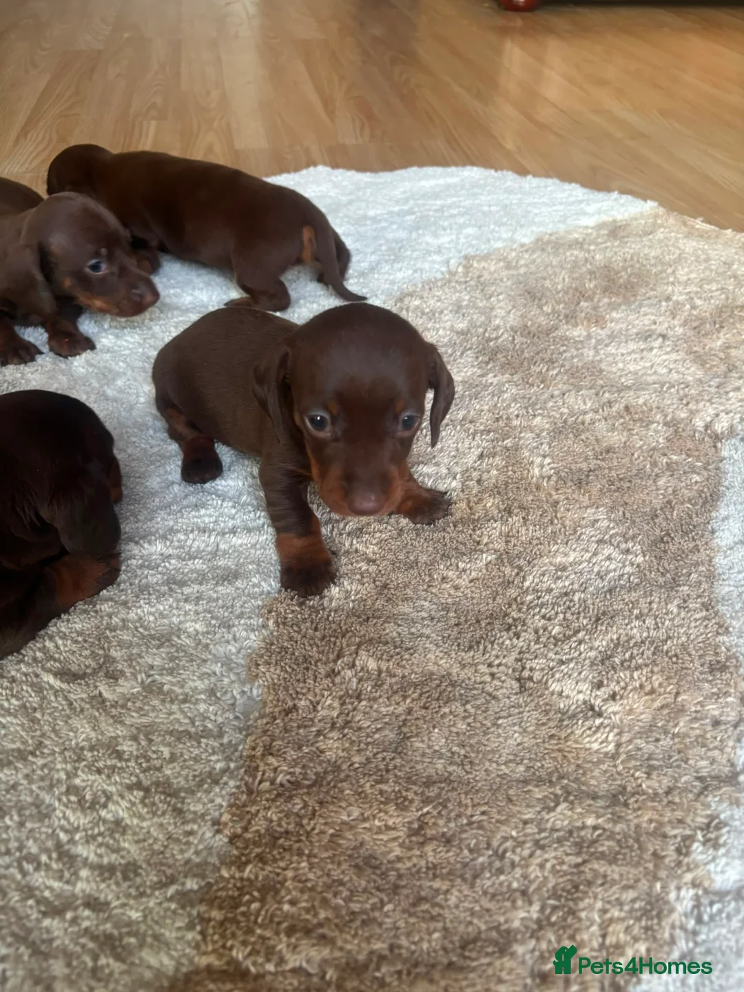 Dachshund dogs for sale: dachsands - Advert 2