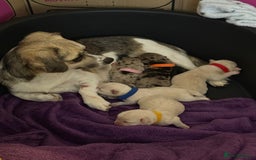 Pomchi dogs for sale: Beautiful Pomchi puppies  - Image 1