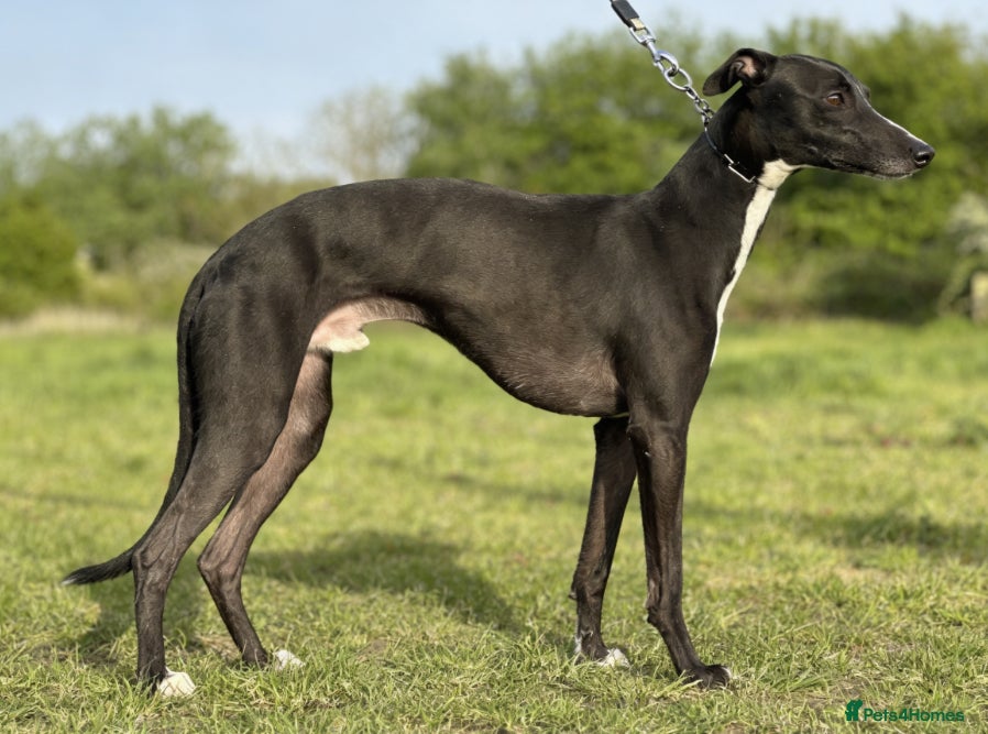 Whippet dogs Stud available - Bonnywhip Flacks - Advert 2