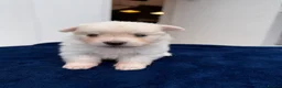 Maltipom dogs for sale: Multipom mojos for sale - Advert 2