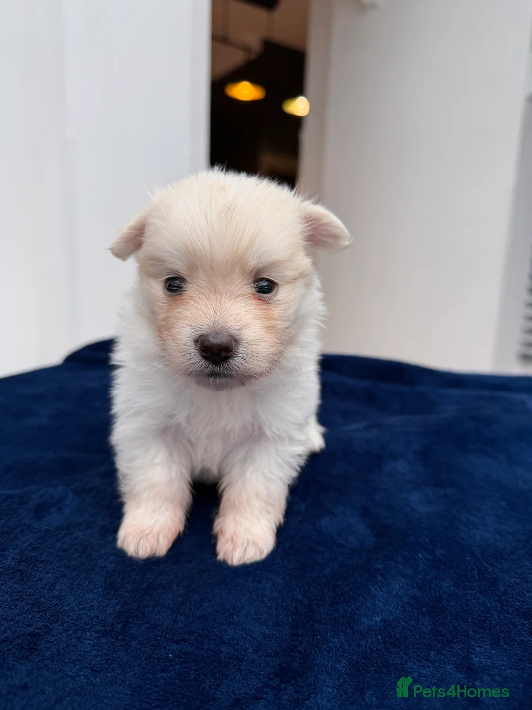 Maltipom dogs for sale: Multipom mojos for sale - Advert 2