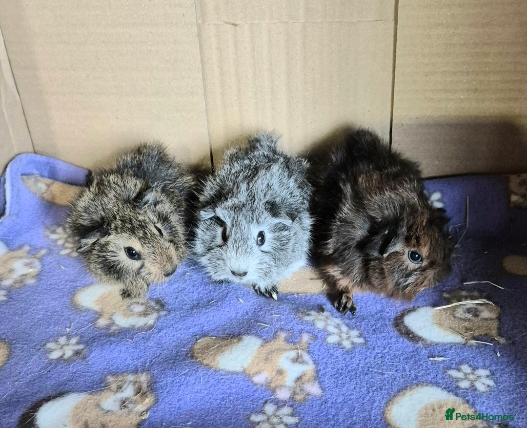 Guinea Pig rodents for sale: Baby Californian Guinea Pigs - Image 2