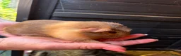 Guinea Pig rodents for sale: Ready to leave now 3 boars left - Advert 4