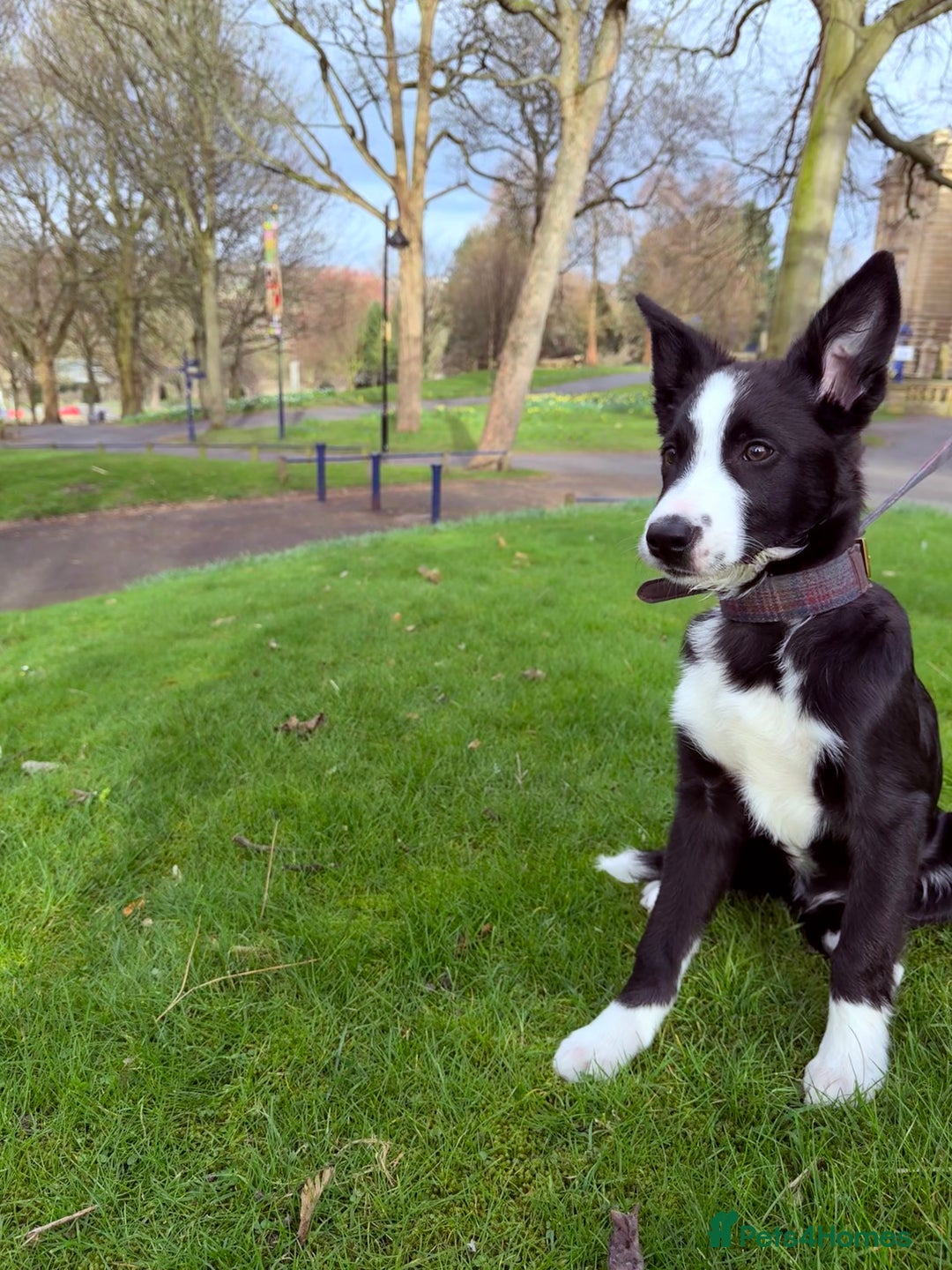 Border Collie dogs for sale: Finnan 10 months old. Border collie - Image 8