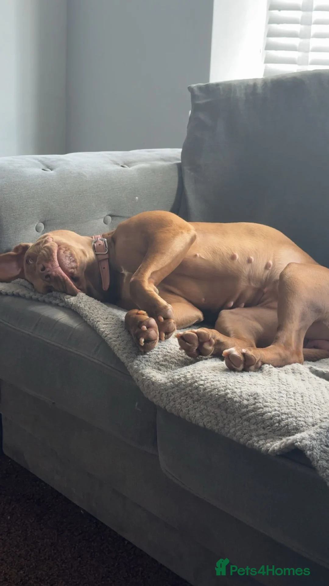 Mixed Breed dogs for sale: Red nose staffy  - Advert 2