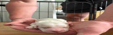 Cockapoo 4
