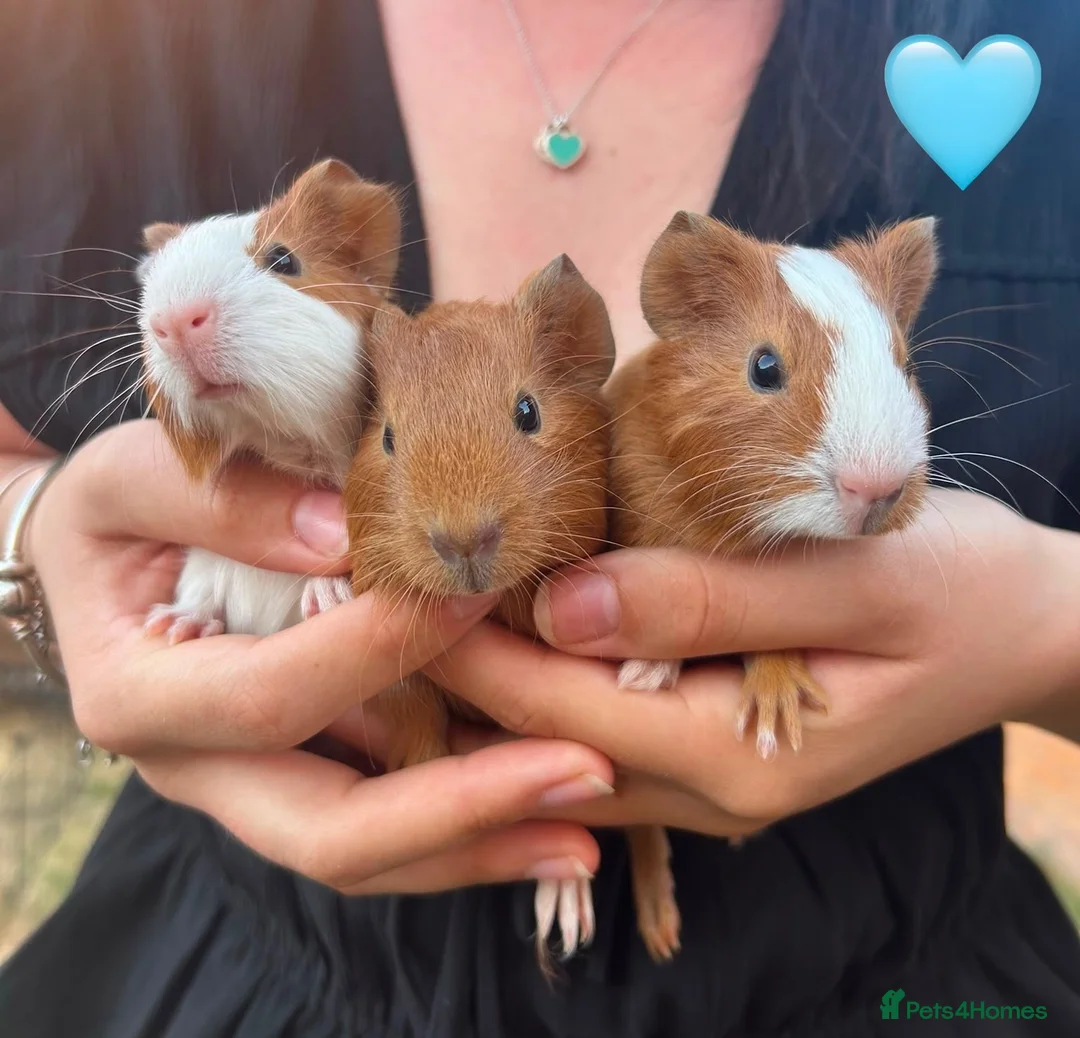 Guinea Pig rodents for sale: Baby Guinea Pigs for Sale  in Melton Mowbray - Advert 1