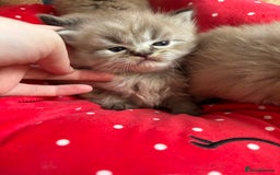Perdoll cats for sale: Luxury Perdoll Kittens Available To Reserve  - Image 9