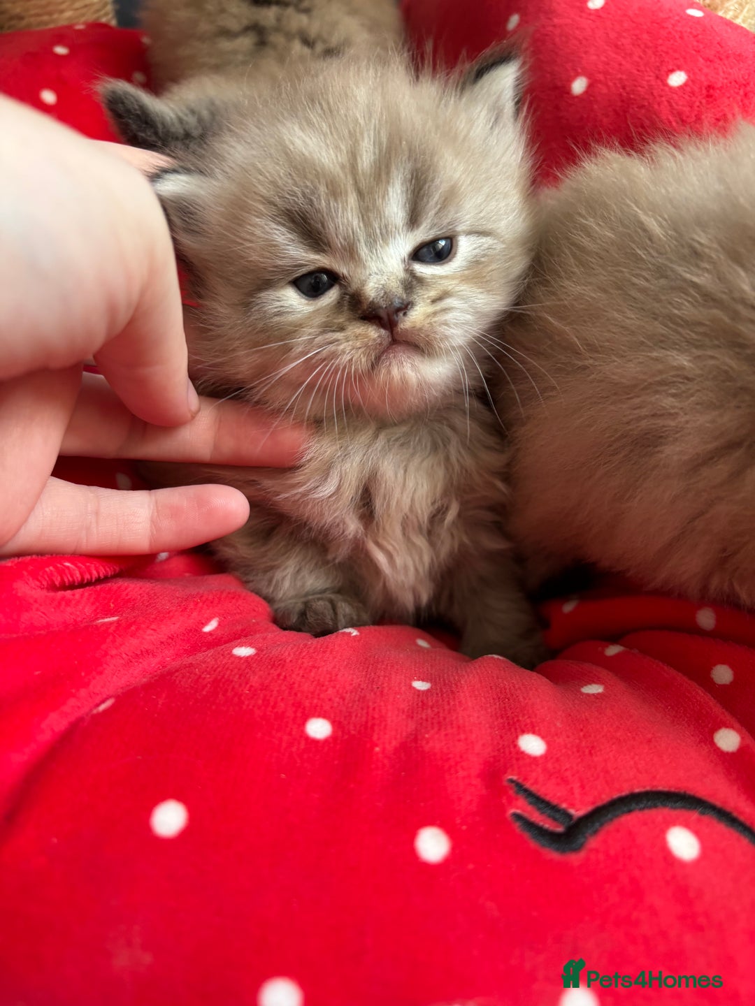 Perdoll cats for sale: Luxury Perdoll Kittens Available To Reserve  - Image 9