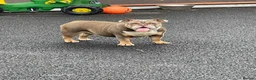 English Bulldog dogs for sale: Female English bulldog  - Advert 7