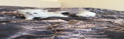 Scottish Fold cats for sale: Scottish Fold & Straight Kittens – Blue Eyes - Advert 11