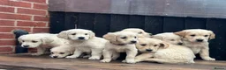 Golden Retriever dogs for sale: *OUTSTANDING* Golden Retriever Puppies  - Advert 9