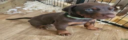 Dobermann dogs for sale: STUNNING KC DOBERMAN PUPPIES Champion Bloodlines - Advert 7