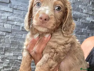 Miniature Dachshund dogs True Long Hair Minature Dachshund - Advert 1