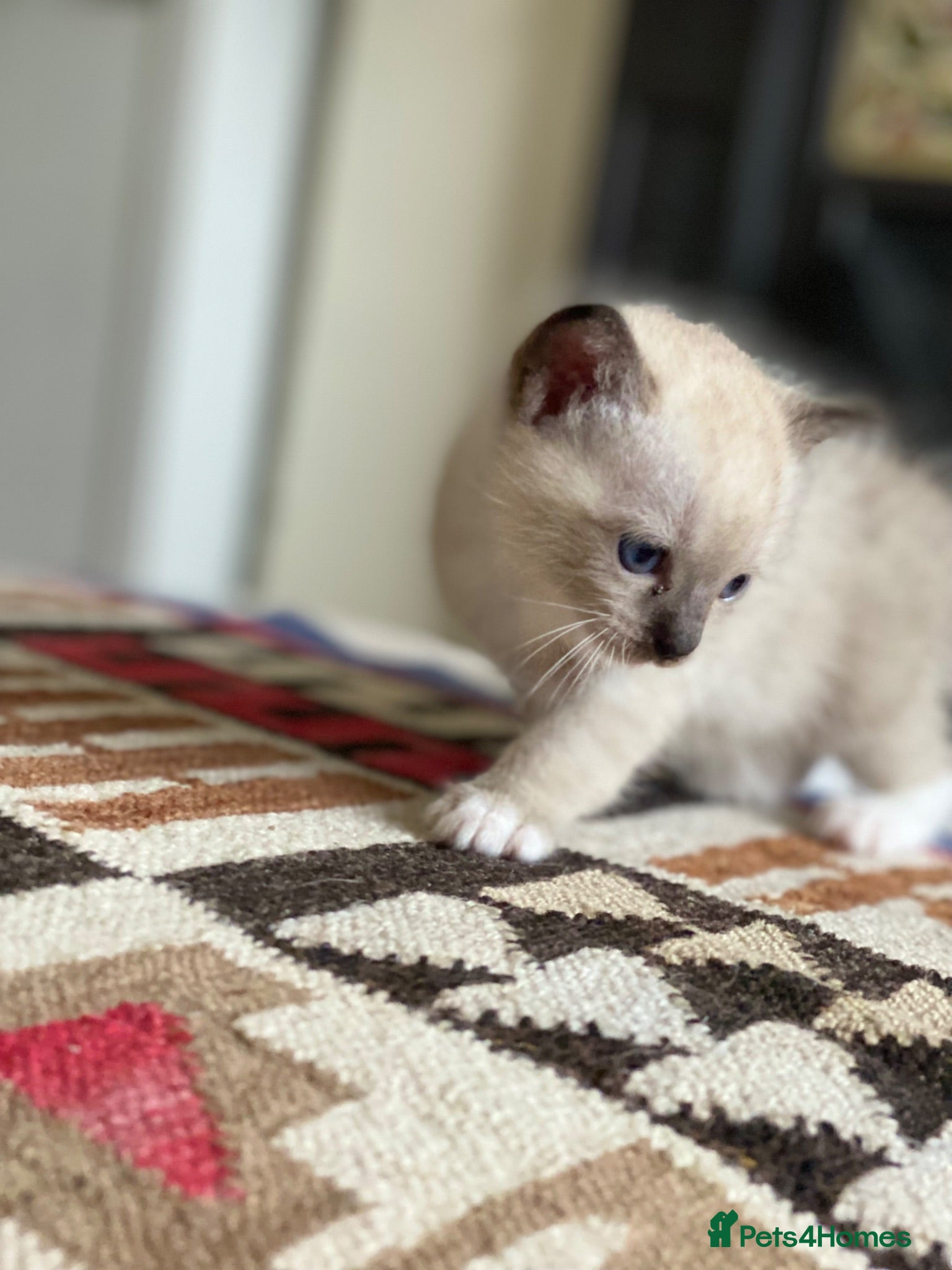 Mixed Breed cats Tonkinese x Ragdoll - Advert 2