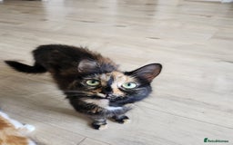 British Longhair cats for sale: Beautiful tortoiseshell female cat - Image 1