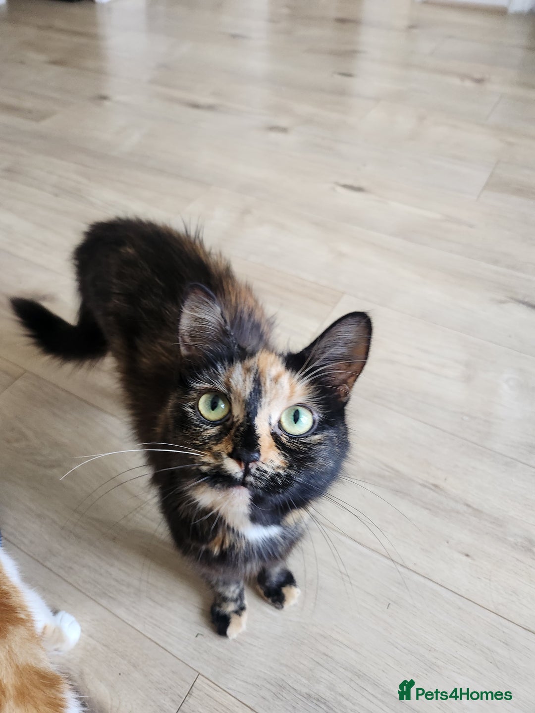 British Longhair cats for sale: Beautiful tortoiseshell female cat - Image 1