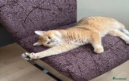 British Shorthair cats for sale: Black Golden Chinchilla  - Image 7