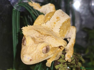 Gecko reptiles Male and female crested gecko s - Advert 1