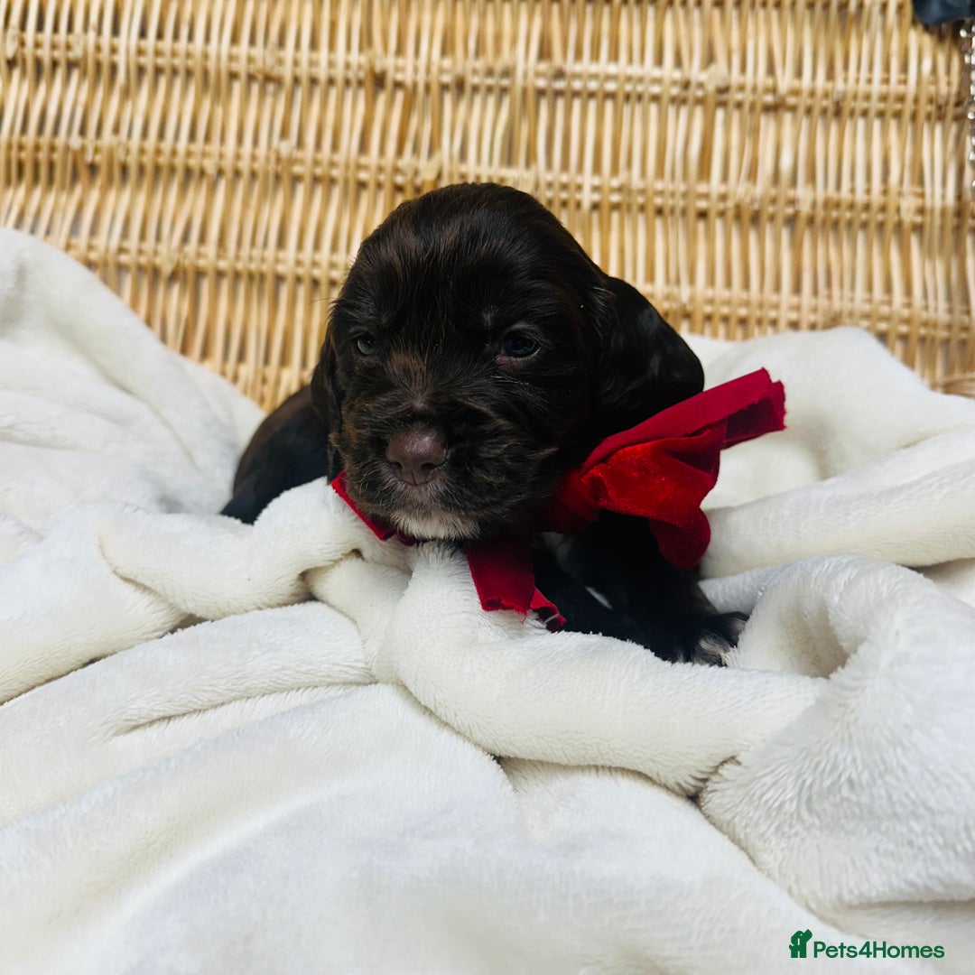 Cocker Spaniel dogs for sale: ❤️ Beautiful cocker spaniel puppies for sale ❤️ - Image 5