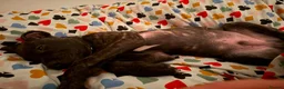 Mixed Breed dogs for sale: Louie  - Advert 2