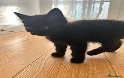 Domestic Shorthair cats for sale: 🐾 Kittens Ready for Loving Homes! 🐾 in Bromley - Image 11
