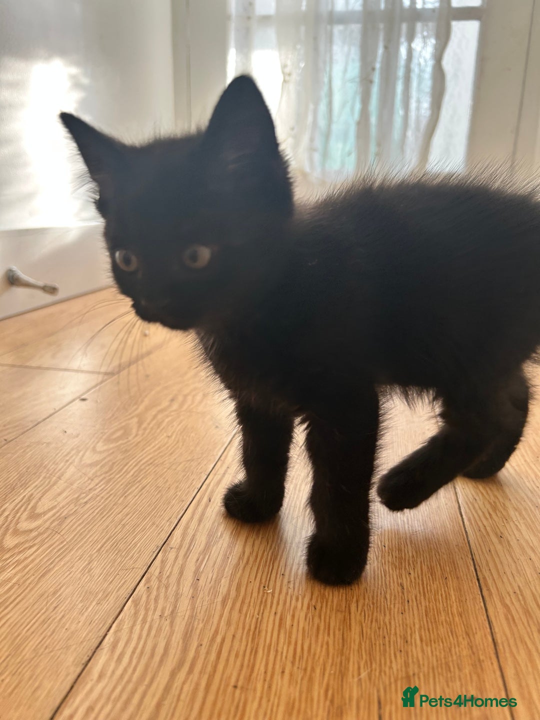 Domestic Shorthair cats for sale: 🐾 Kittens Ready for Loving Homes! 🐾 in Bromley - Image 11