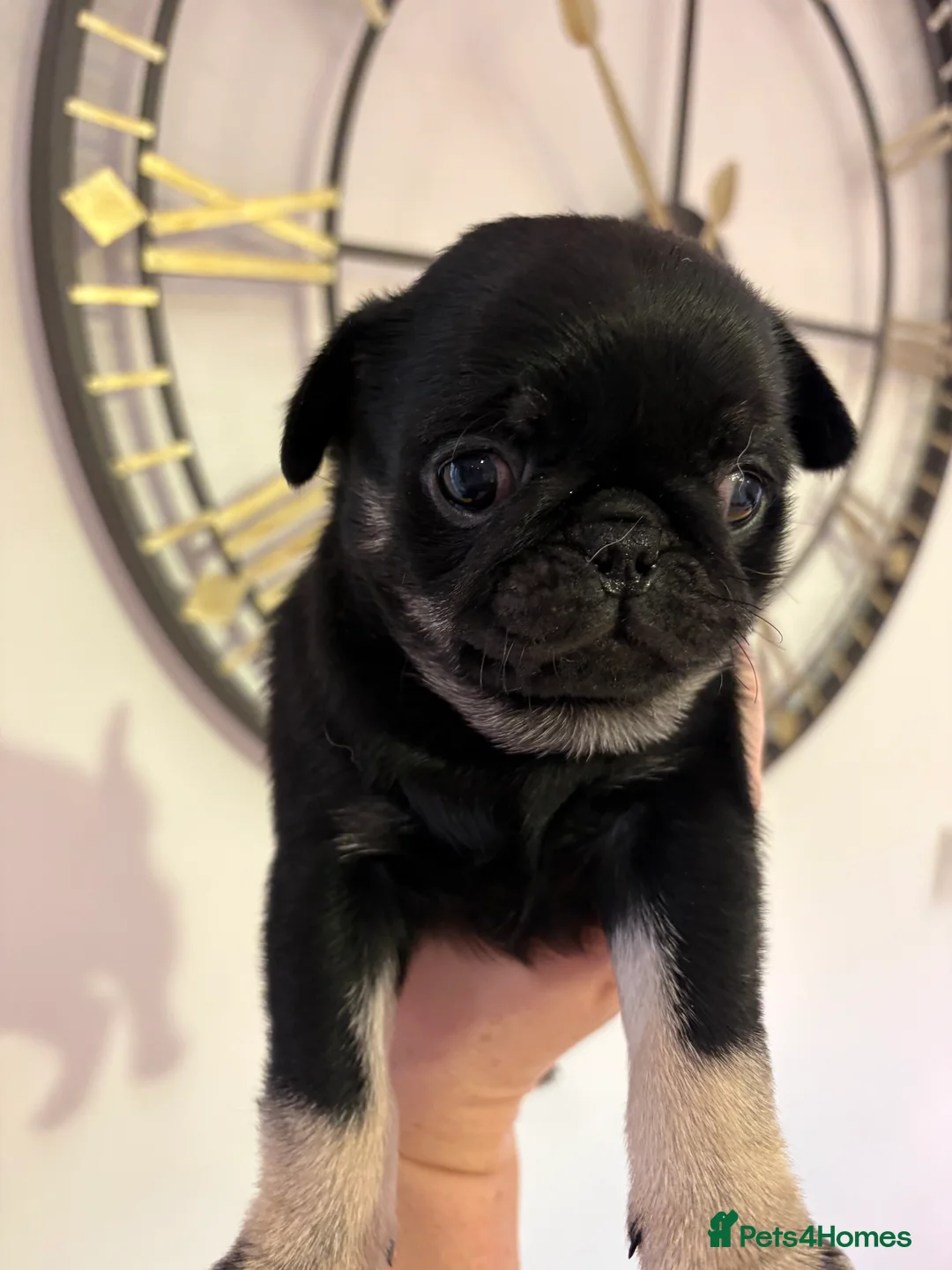 Pug dogs for sale: Beautiful chunk Pedigree Pugs in Cheadle - Advert 1