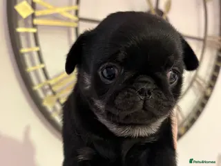 Pug dogs Beautiful chunk Pedigree Pugs - Advert 1