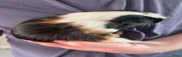 Guinea Pig rodents for sale: Male guinea pig  - Advert 3