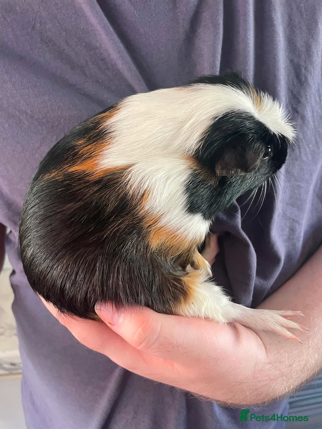 Guinea Pig rodents for sale: Male guinea pig  - Advert 3
